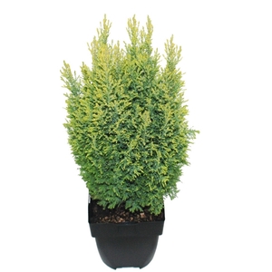 Chamaecyparis lawsoniana 'Ellwood's Gold' P17