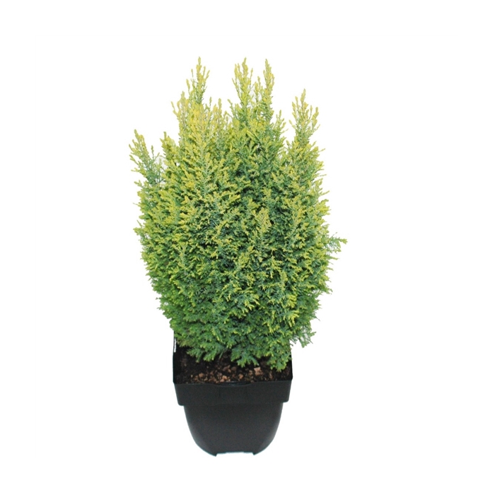 <h4>Chamaecyparis lawsoniana 'Ellwood's Gold' P17</h4>