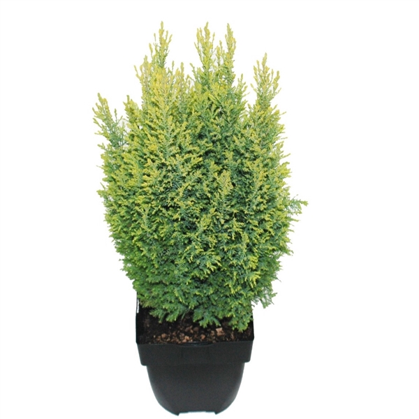 <h4>Chamaecyparis lawsoniana 'Ellwood's Gold' P17</h4>