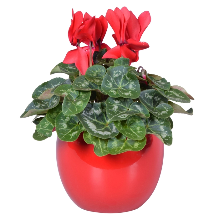<h4>Cyclamen in rood "Lisa" keramiek</h4>