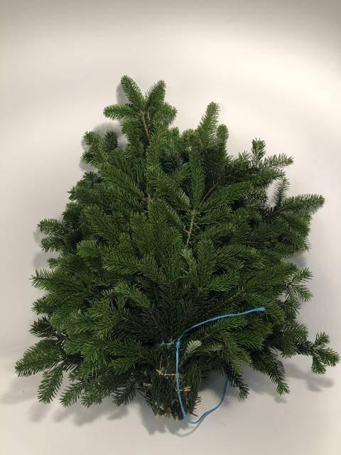 <h4>ABIES NORDMAN KILO</h4>