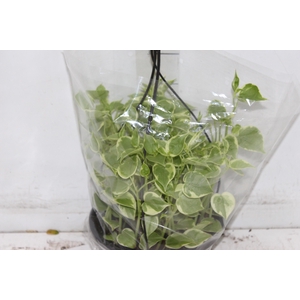 PEPEROMIA SCANDENS C21
