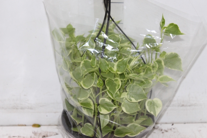 <h4>PEPEROMIA SCANDENS C21</h4>