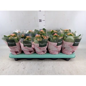 Kalanchoe blos. 'Serenity Softpink'