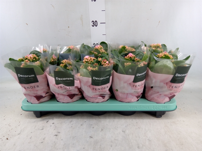 <h4>Kalanchoe blos. 'Serenity Softpink'</h4>