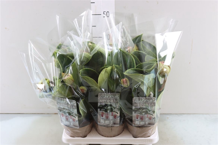 <h4>Medinilla Piccolini Candy 2 Knop</h4>