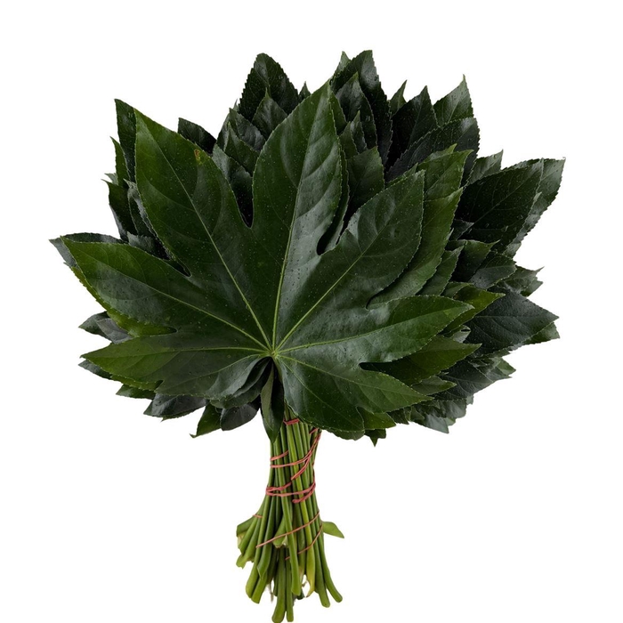 <h4>Aralia 35cm</h4>