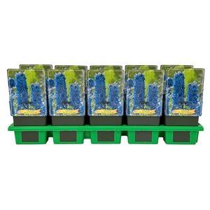 Delphinium