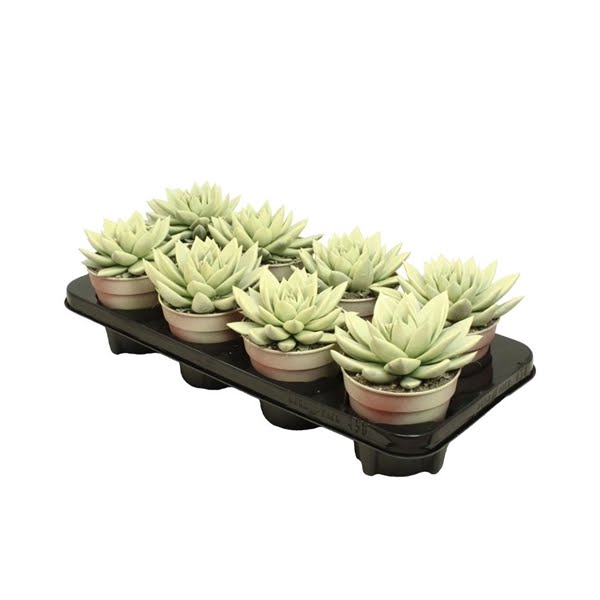 <h4>Echeveria Pastel Yellow</h4>