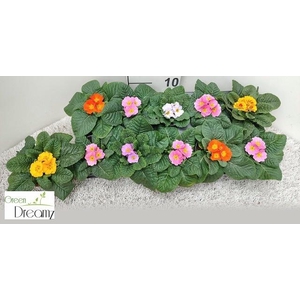 PRIM AC PARADISO GEM