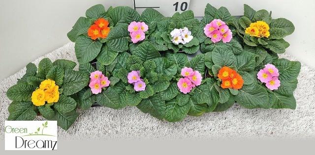 <h4>PRIM AC PARADISO GEM</h4>