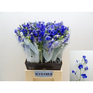 Delph Sunshine Kisima