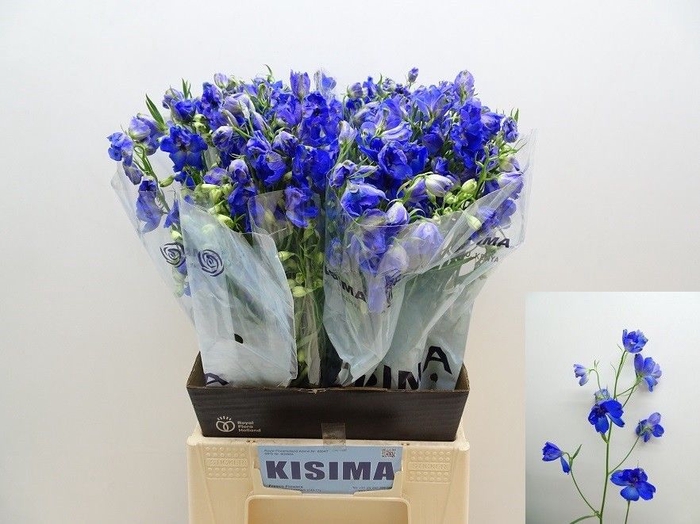 <h4>Delph Sunshine Kisima</h4>