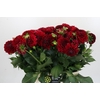 Dahlia Cognac Brandy