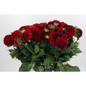 Dahlia Cognac Brandy