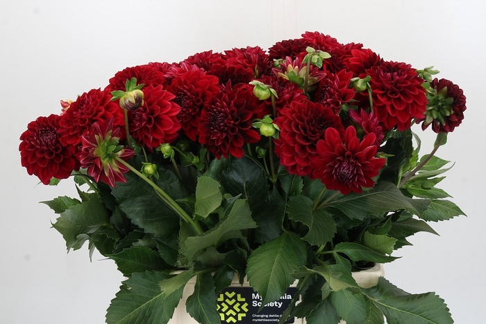 <h4>Dahlia Cognac Brandy</h4>