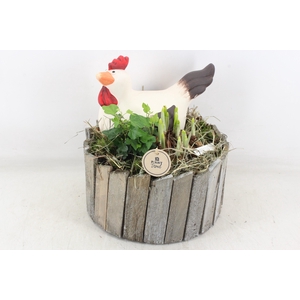 arr4 Narcis PL - Hout ton XL kip