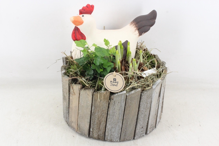 <h4>arr4 Narcis PL - Hout ton XL kip</h4>