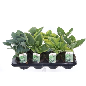 Hosta mix