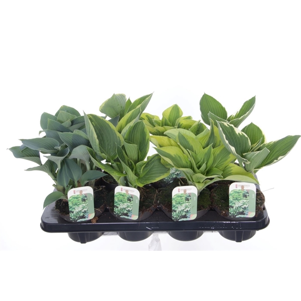 <h4>Hosta mix</h4>