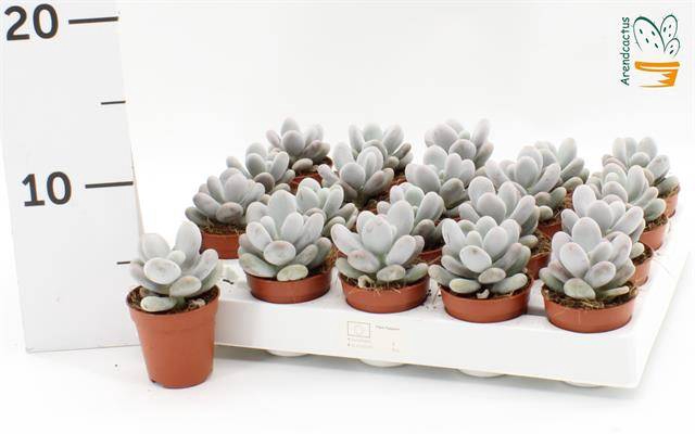 Pachyphytum Oviferum 5,5Ø 7cm