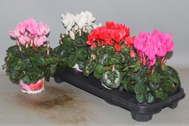 <h4>CYCL GR SUP XL</h4>