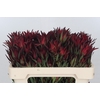 Leucadendron Blush Spray