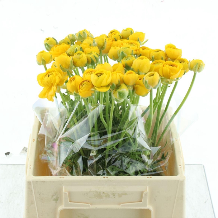 <h4>Ran Aazur Yellow N L</h4>