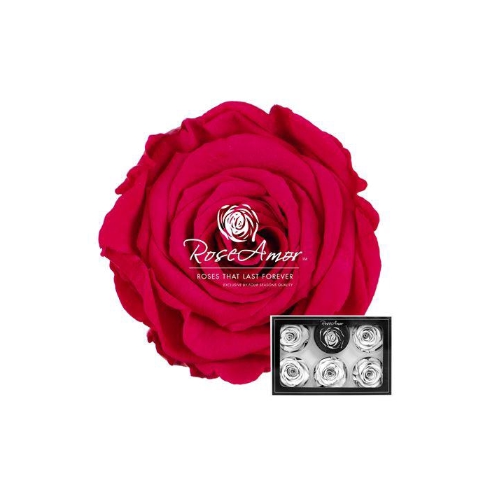 <h4>Xl Pin03</h4>