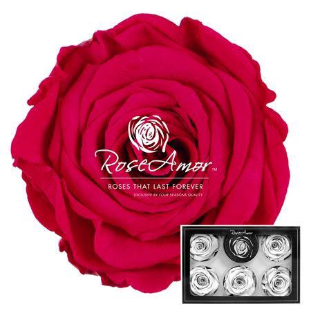 Xl Pin03
