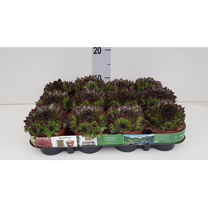 Sempervivum   ...