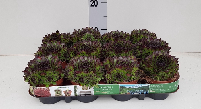 <h4>Sempervivum   ...</h4>