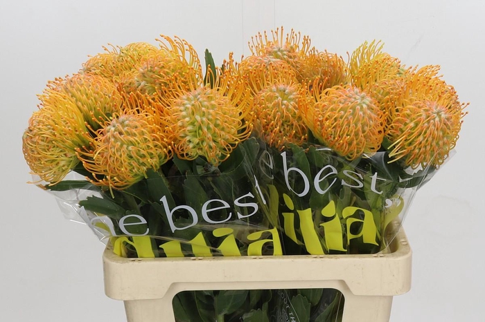 <h4>Nutans Soleil</h4>