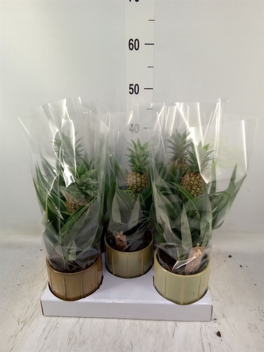 <h4>Ananas  'Mi Amigo'</h4>