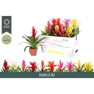 BROMELIA GEM 6 SRT