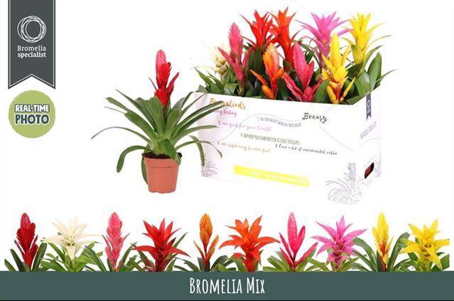 <h4>BROMELIA GEM 6 SRT</h4>