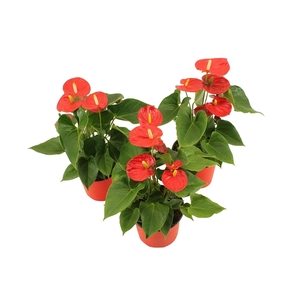 Anthurium XL.41 Pura Jasja 14cm