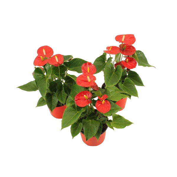 <h4>Anthurium XL.41 Pura Jasja 14cm</h4>