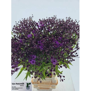 Vernonia Crinita