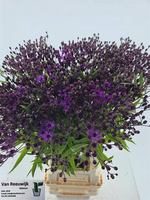 <h4>Vernonia Crinita</h4>