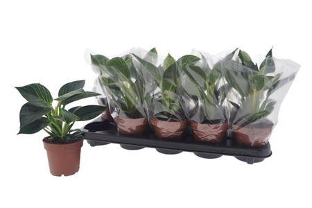 Phil Overig White Wave