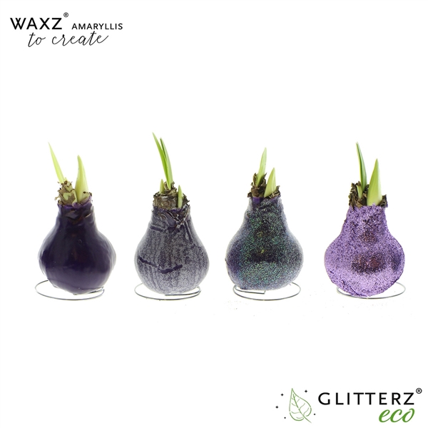 <h4>Amaryllis Waxz® to Create Purple</h4>