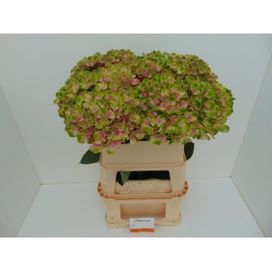 Hydr M Amethyst GROWER DIRECT