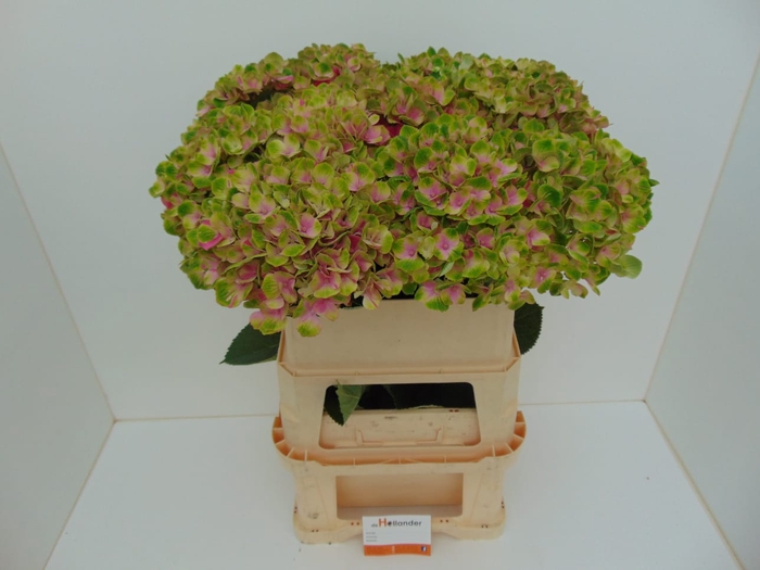 <h4>Hydr M Amethyst GROWER DIRECT</h4>