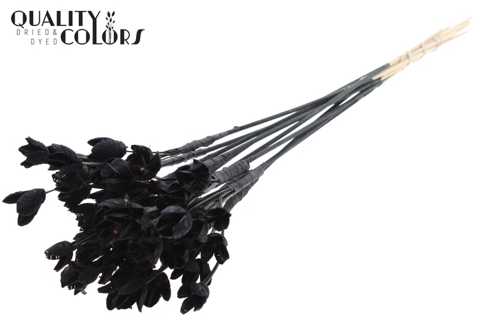 <h4>Bakuli On Stem Bleached Black</h4>