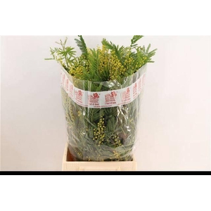 ACACIA BAILEYA BL BS