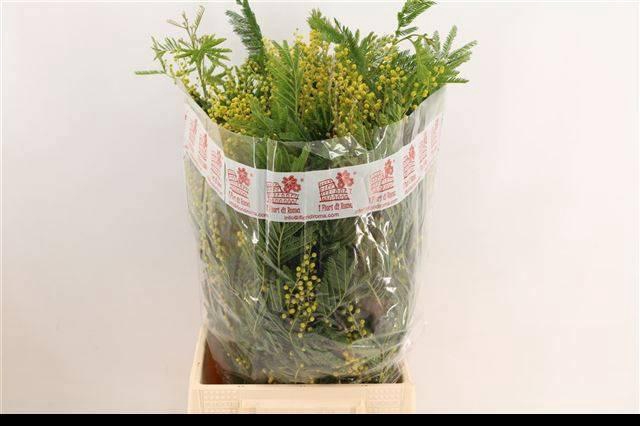 <h4>Acacia Baileya Bl Bs</h4>