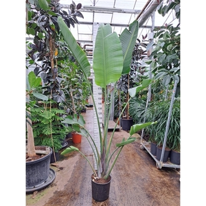 Strelitzia Nicolai toef 300