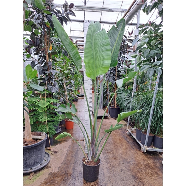 <h4>Strelitzia Nicolai toef 300</h4>