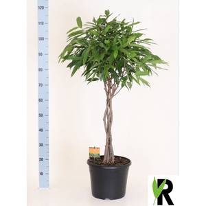 Ficus Amstel King 30Ø 120cm